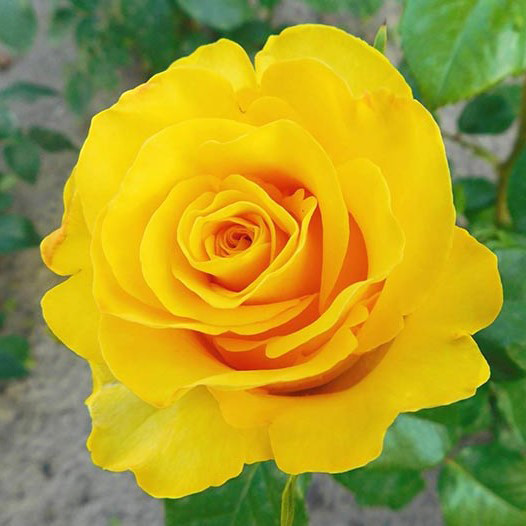 Саджанці чайно-гібридної троянди Папілон (Rose Papillon)
