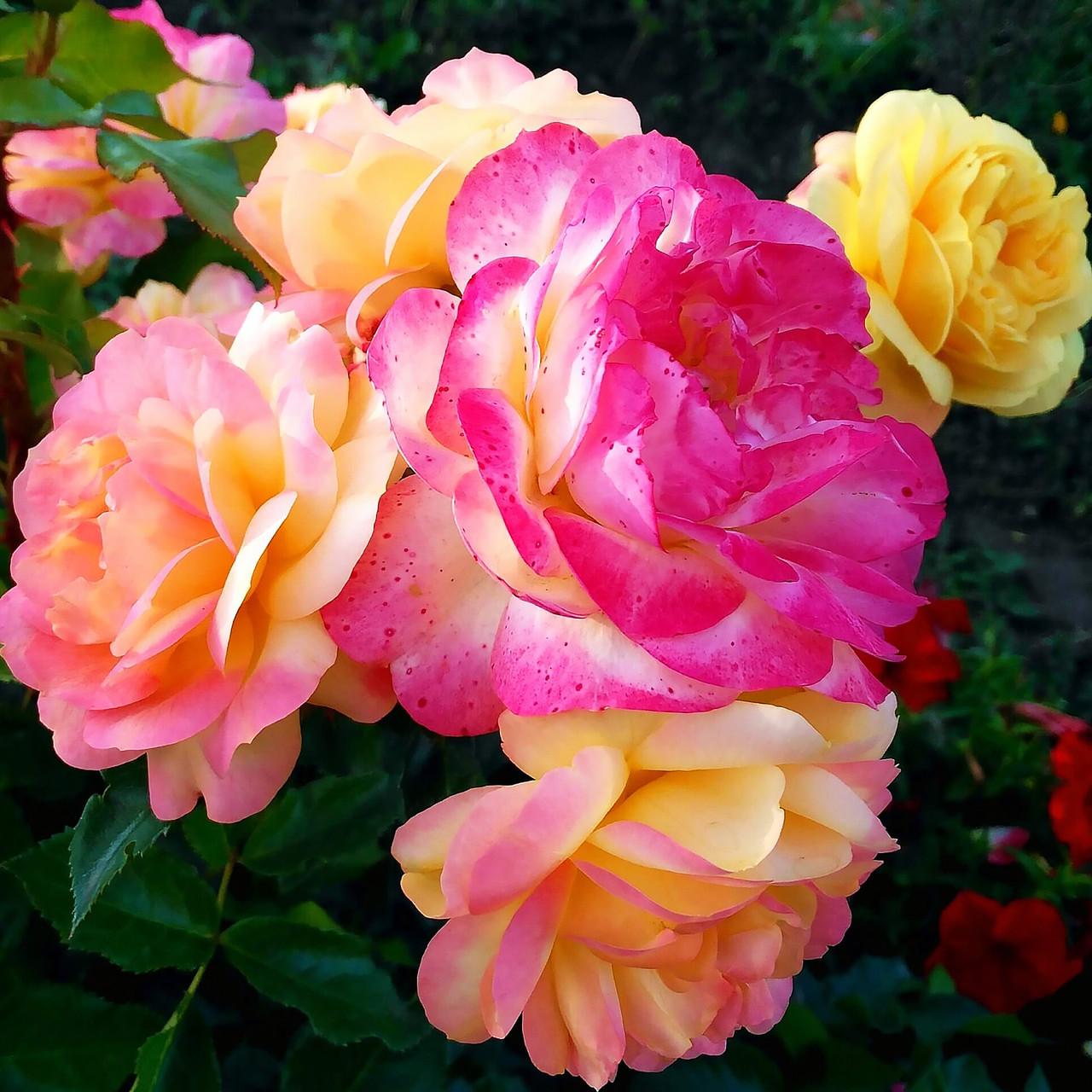 Саджанці троянди флорибунда Лампіон (Rose Lampion)
