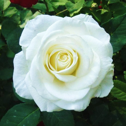 Саджанці чайно-гібридної троянди Вірджинія (Rose Virginia), фото 1