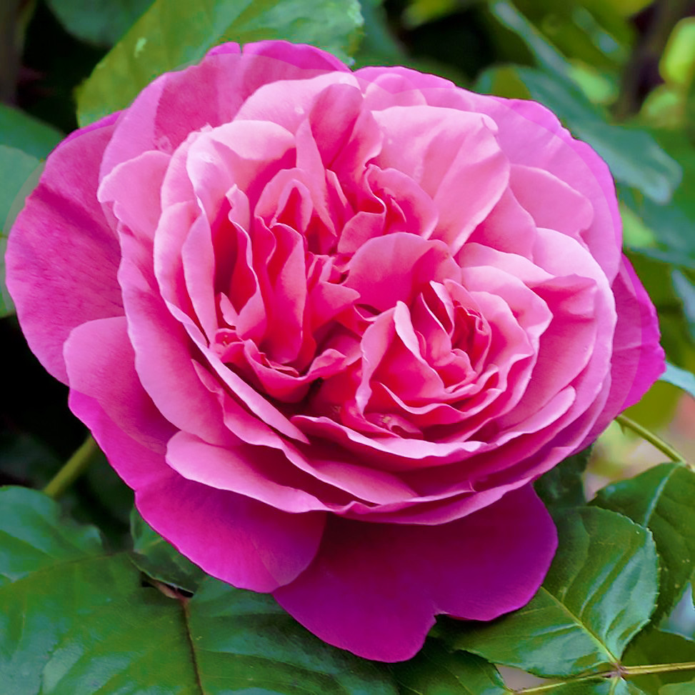 Саджанці чайно-гібридної троянди Антон Чехов (Rose Anton Tchekhov), фото 1