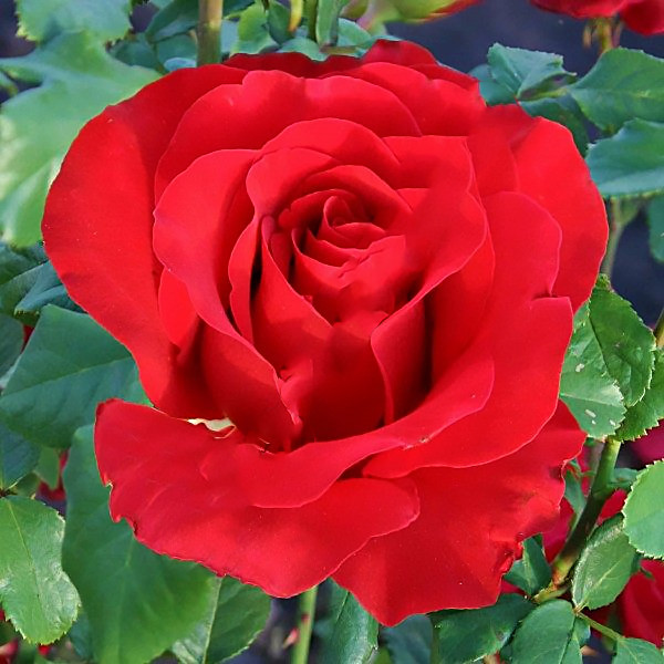 Купить Саженцы чайно-гибридной розы Секси Ред (Rose Sexy Red) от ...