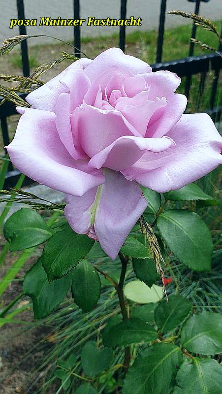 Роза Майнцер Фастнахт (Mainzer Fastnacht) ч/г гор 4л, фото 1