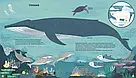 Як допомогти їжачкові та захистити полярного ведмедя. Автор Джес Френч, фото 5