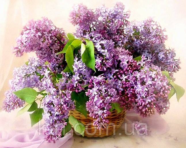 Алмазна мозаїка на підрамнику Бузок в кошику 50 х 40 см (арт. TN136)