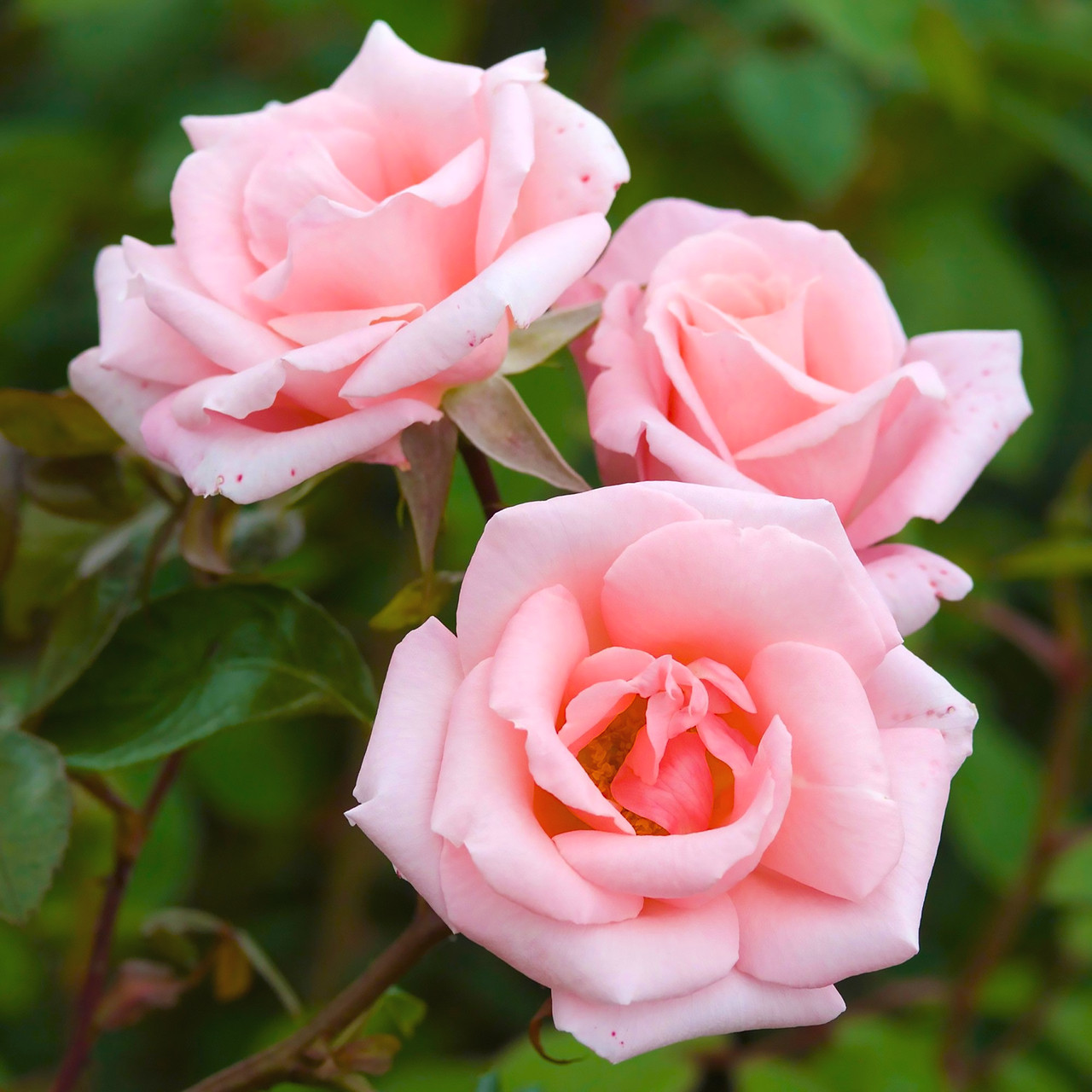 Саджанці спрей троянди Одиллія (Rose Odilliya)