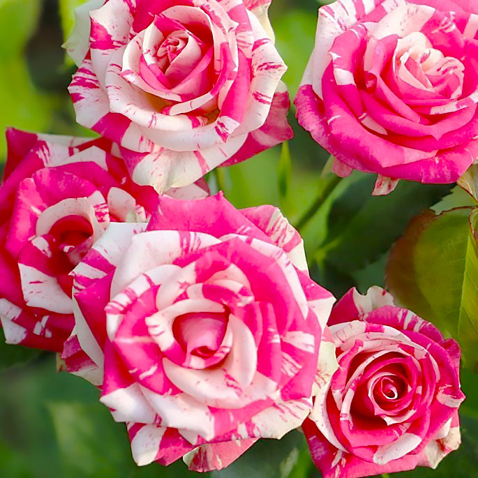 Саджанці спрей троянди Фаерворкс (Fireworks), фото 1