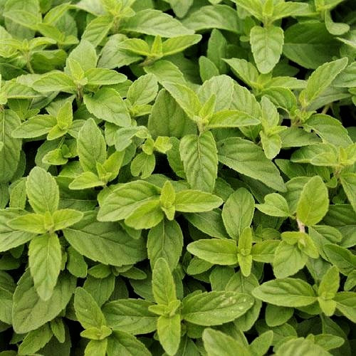 Саджанці М'яти Бананової (Mentha arvensis Banana) Р9, фото 1