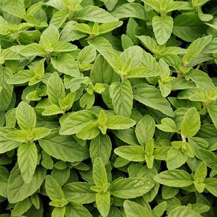 Саджанці М'яти Бананової (Mentha arvensis Banana) Р9