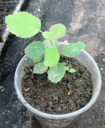 Ірга. Сіянці в контейнерах Д5., фото 1