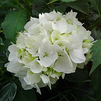 Гортензія великолиста Соер Терез/HYDRANGEA macrophylla Soeur therese С10/Н 30-40