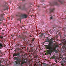 Барбарис Тунберга Pink Queen (Пінк Квін) у контейнері 0,5 л