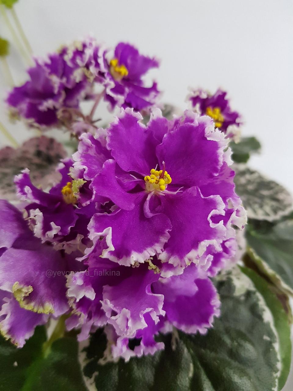 Фиалка dn geamour. Dn galadriel фиалка. Фиалка dn риздво. Dn карибы фиалка. Фиалка юная француженка.