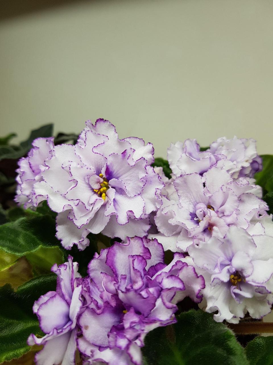 Фіалка Ален - Organza Purple лист