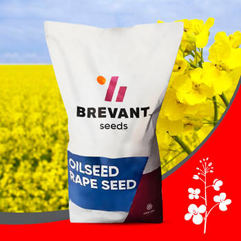Насіння ріпаку озимого Бревант ПТ 275 Brevant Піонер