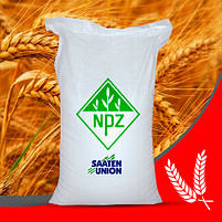 Озима пшениця Франц безоста Saaten Union 1-а репродукція, фото 2