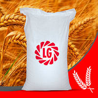 Озима пшениця Колоніа Еліта безоста Лімагрейн, фото 2