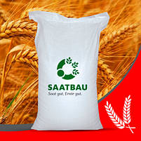 Озима пшениця Балатон 1-а репродукція безостая, фото 2