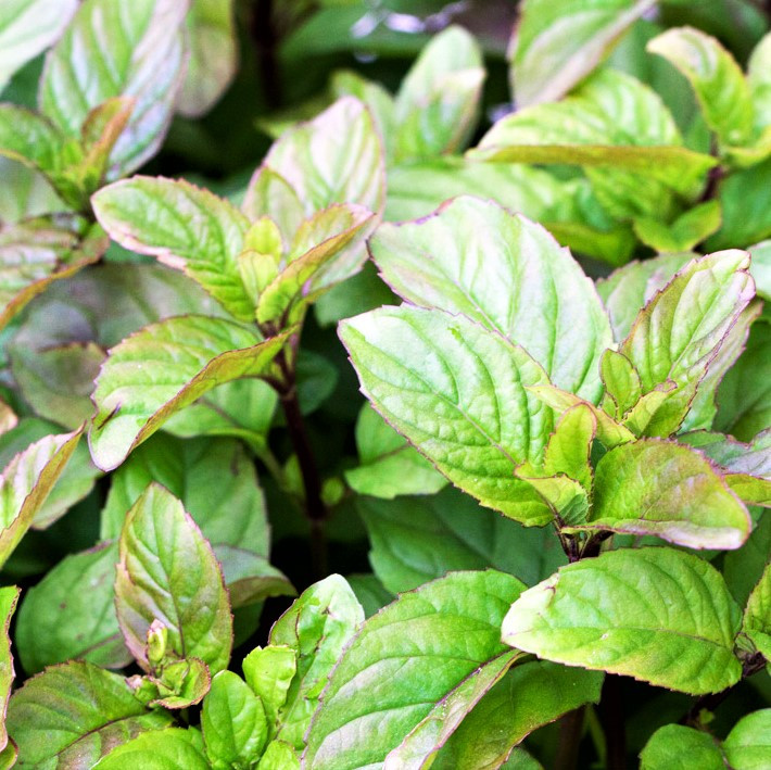 Саджанці М'яти Мандаринової (Mentha Thahi)