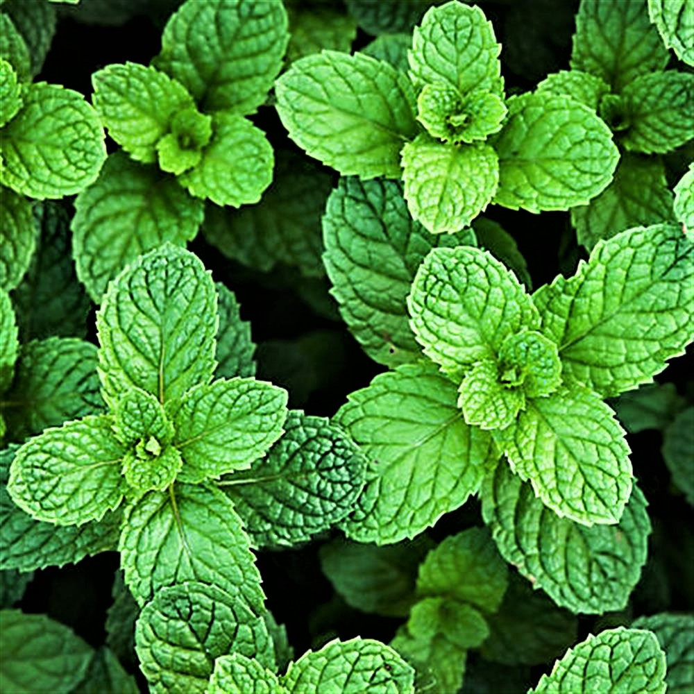 Саджанці М'яти Барбарисової (Mentha spicata Barberry)