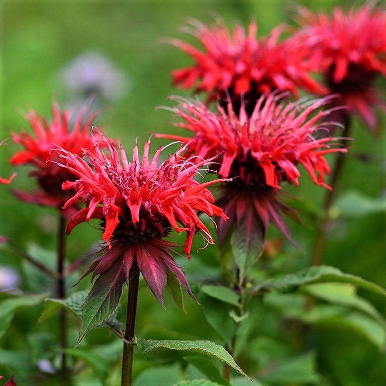 Саджанці Монарди (Monarda hybrida)