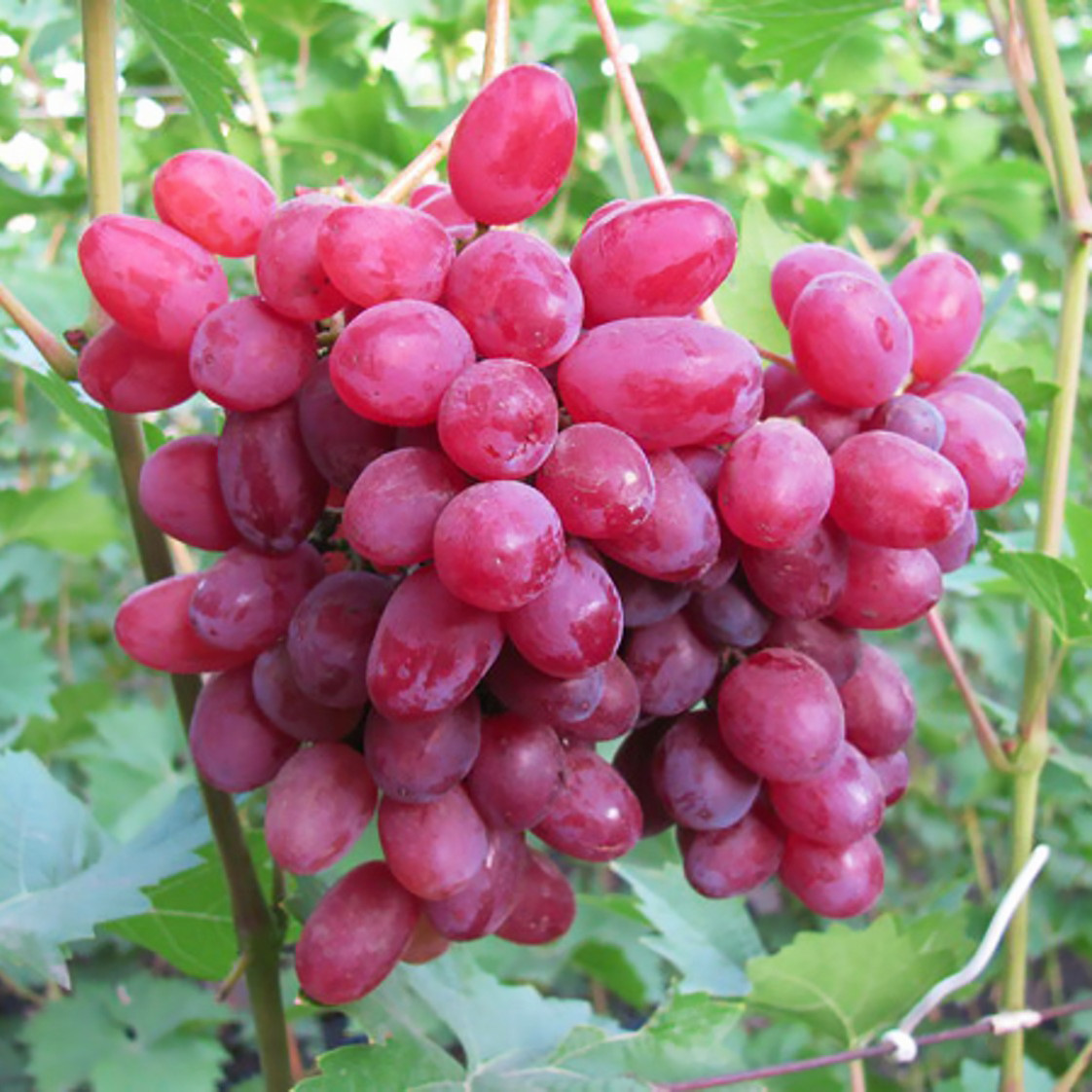 Саджанці Винограду Геліос - середнього терміну, урожайний, морозостійкий, фото 1