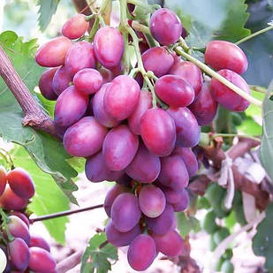 Вегетуючі саджанці столового винограду Граф Монте Крісто - раннього терміну, урожайний, товарний