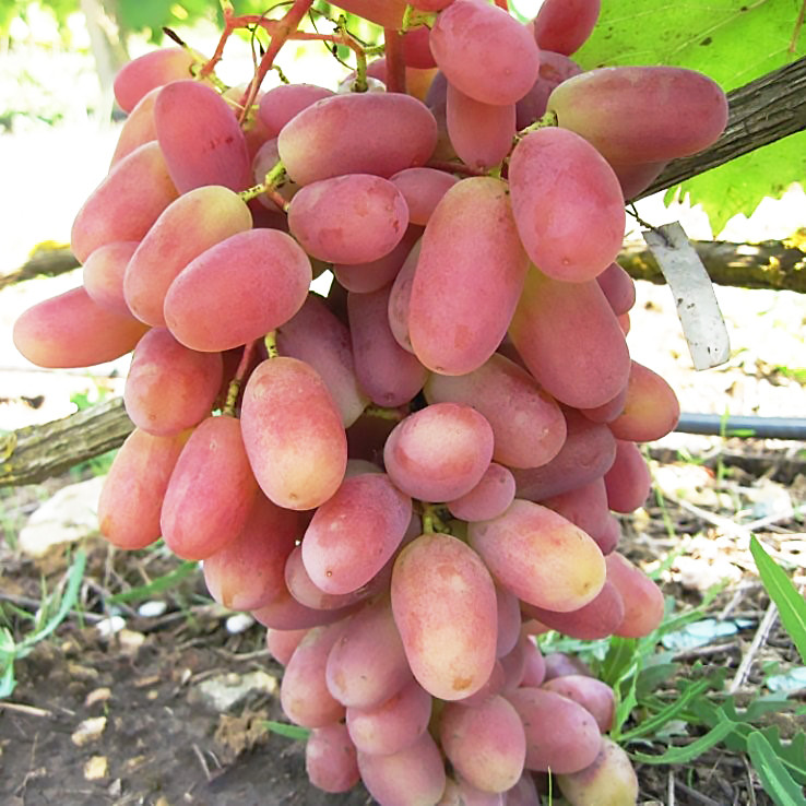 Саджанці Винограду Нащадок Ризамата - раннього терміну, урожайний, морозостійкий, фото 1