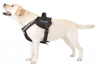 Шлея Collar Police Dog