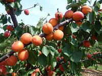 Саженцы абрикоса Приция (раннеспелый сорт)