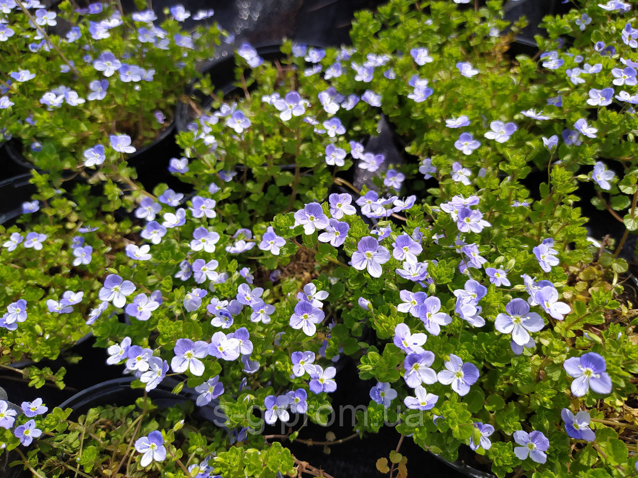 Вероніка нитковидна С 1,2 л( Veronica filiformis ), цена: 75