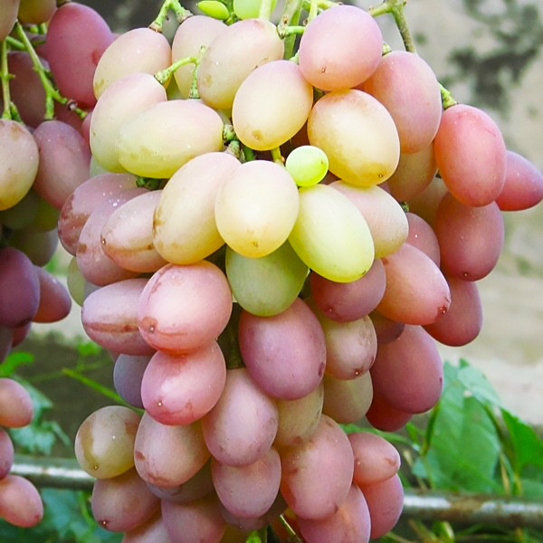 Саджанці Винограду Денал - середнього терміну, урожайний, великоплідний, фото 1