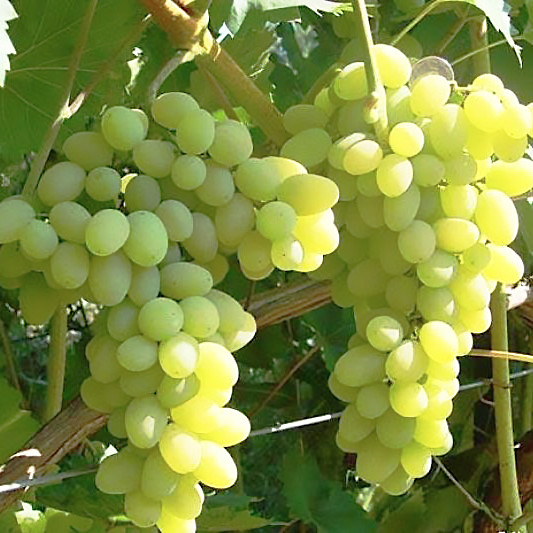 Саджанці Винограду Плевен Мускатний - раннього терміну, морозостійкий, великоплідний, фото 1