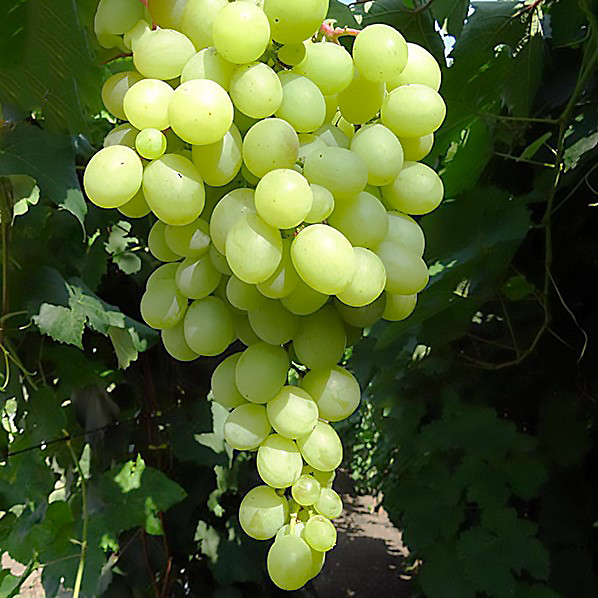 Саджанці Винограду Рафінад - ранньо-середнього терміну, транспортабельний, великоплідний, фото 1