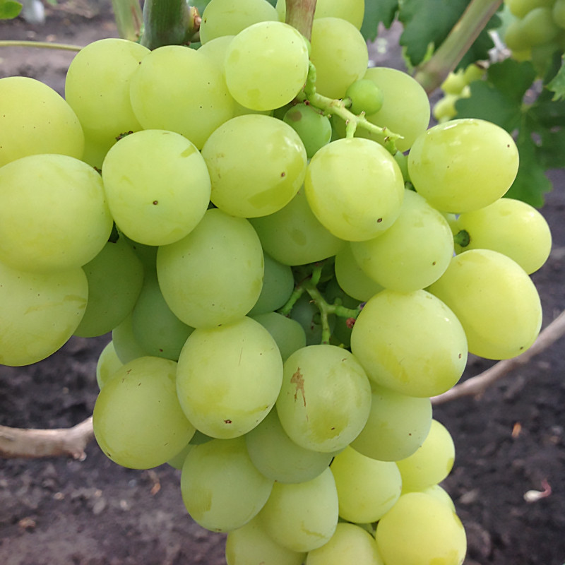 Саджанці Винограду Нельсон - раннього терміну, урожайний, великоплідний, фото 1