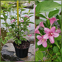 Вейгелла 'Rosea' *WeigelaWeigela florida 'Rosea' з грунту