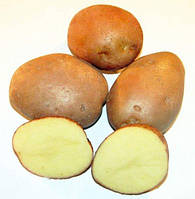 Насіннева Картопля Серпанок ранньостиглий 1 репродукція