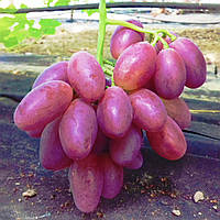 Вегетирующие саженцы столового винограда Гусар - средне-ранний, десертный