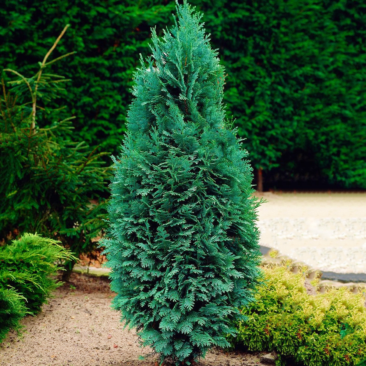Саджанці Кипарисовика Лавсона Колумнарис, 3-х річний (Chamaecyparis lawsoniana Columnaris) С2