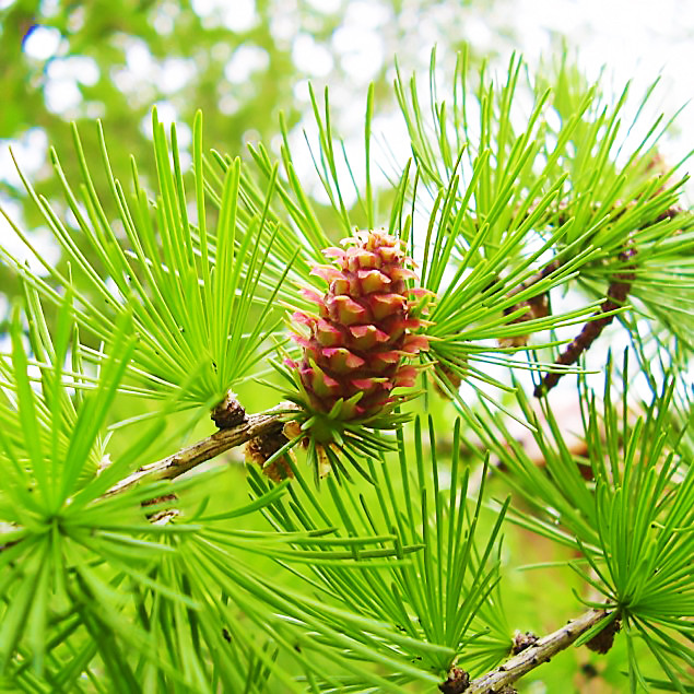 Саджанці Модрини (Larix) Р9, фото 1