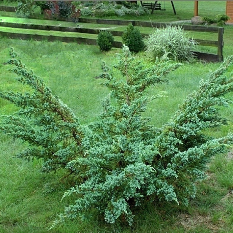 Саджанці Ялівцю лускатого Мейері, 4-х річний (Juniperus squamata Meyeri) С3