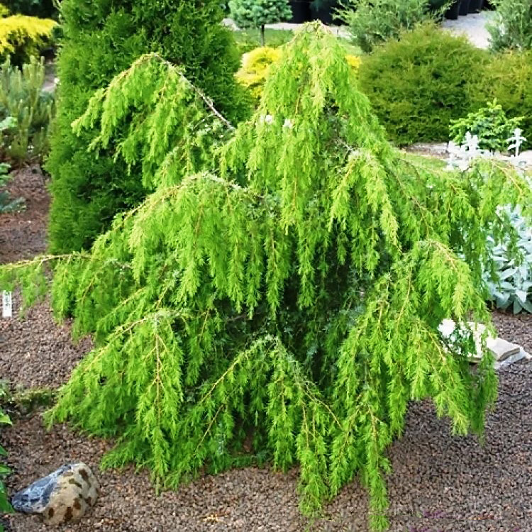 Саджанці Ялівцю звичайного Хорстманн (Juniperus communis Horstmann) Р9
