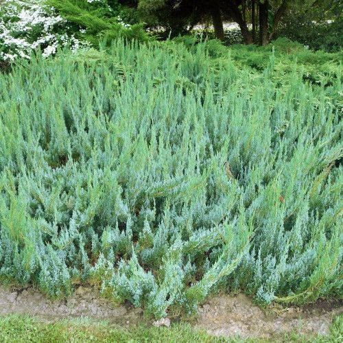 Саджанці Ялівцю лускатого Альпіна, 4-х річний (Juniperus squamata Alpina) С3