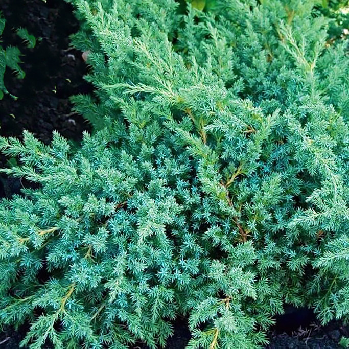 Саджанці Ялівцю лускатого Блю Швед, 4-х річний (Juniperus squamata Blue Swede) С3