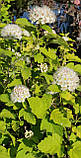 Пухироплідник "Лютеус" Physocarpus opulifolius 'Luteus ком, фото 3