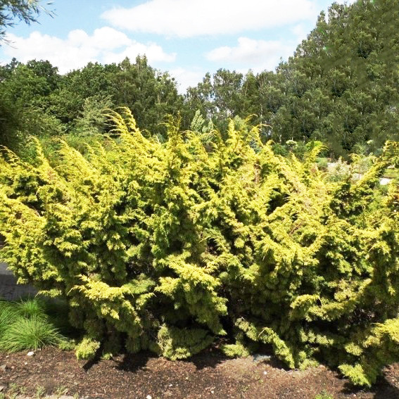 Саджанці Ялівцю китайського Плюмоза Ауреа, 4-х річний (Juniperus chinensis Plumosa Aurea) С3