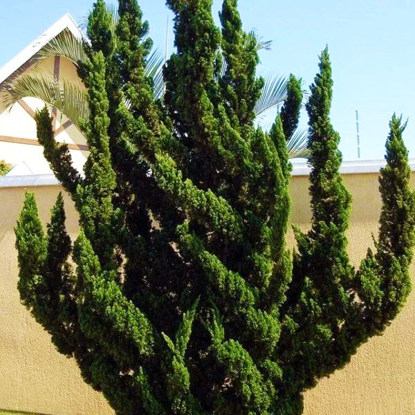 Саджанці Ялівцю китайського Голлівуд (Juniperus chinensis Hollywood) Р9