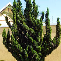 Саженцы Можжевельника китайского Голливуд (Juniperus chinensis Hollywood) Р9