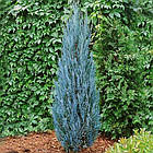 Саджанці Ялівцю скельного Блю Арроу, 3-х річний (Juniperus scopulorum Blue Arrow) С2, фото 3