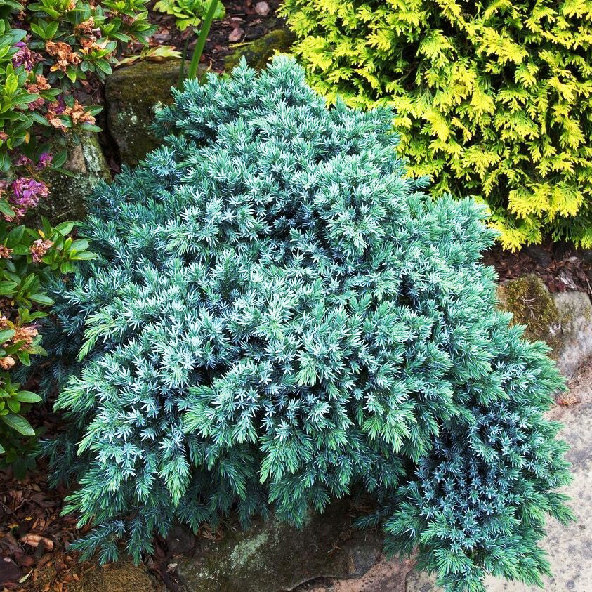 Саджанці Ялівцю Лускатого Блю Спайдер (Juniperus squamata Blue Spider) Р9