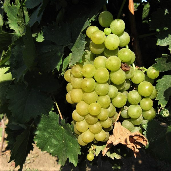 Саджанці Винограду Мускат Білий Надранній  - раннього терміну, великоплідний, транспортабельний, фото 1
